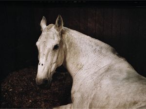 La Compagnie des animaux