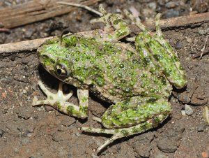 Sortie nature à la découverte des amphibiens