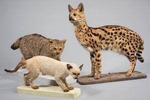 Domestique-moi si tu peux !