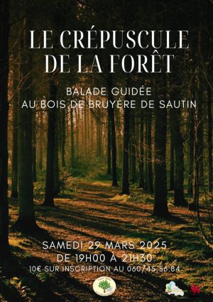 Le crépuscule de la forêt - Balade guidée