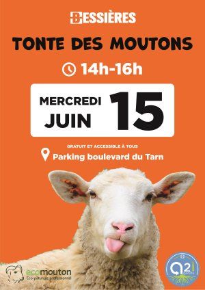 tonte de moutons 