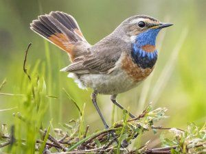 Sortie nature à la découverte des oiseaux