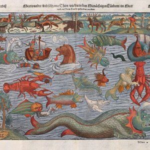 Café-curiosité | Pourquoi les krakens sont-ils antipathiques ? 